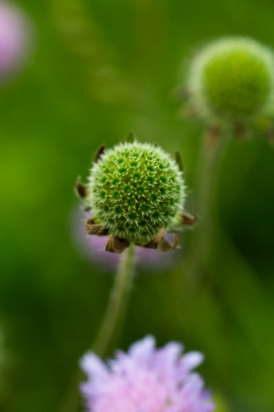 绿花浅焦照片